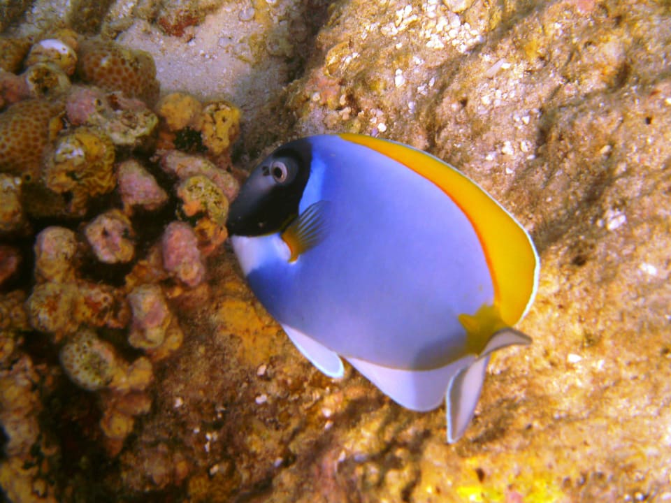 Am Hausriff NH Collection Maldives Reethi Resort