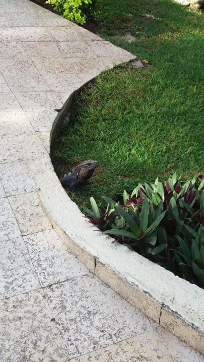 Sonstiges Grand Palladium Kantenah Resort & Spa