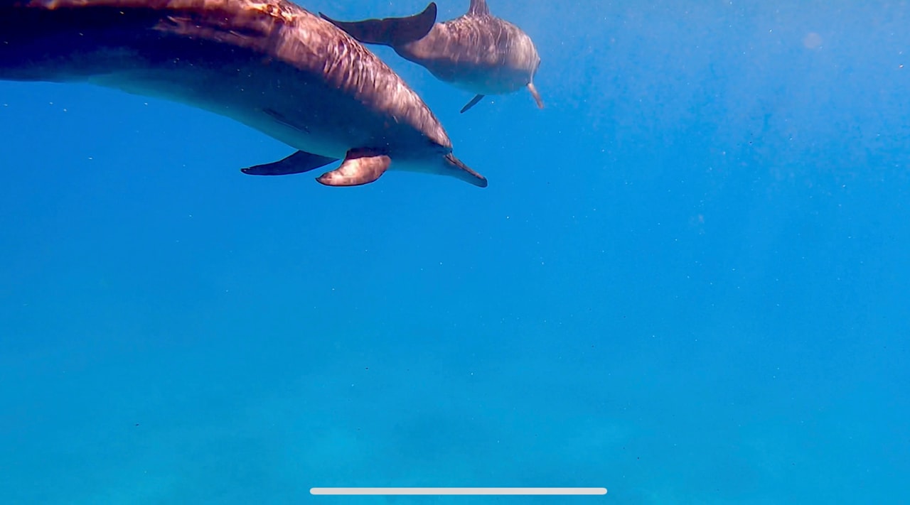 Strand Pickalbatros Palace Hotel-Port Ghalib