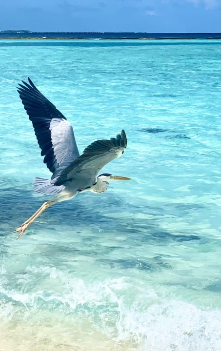 Strand Adaaran Select Meedhupparu Island Resort - Premium All Inclusive