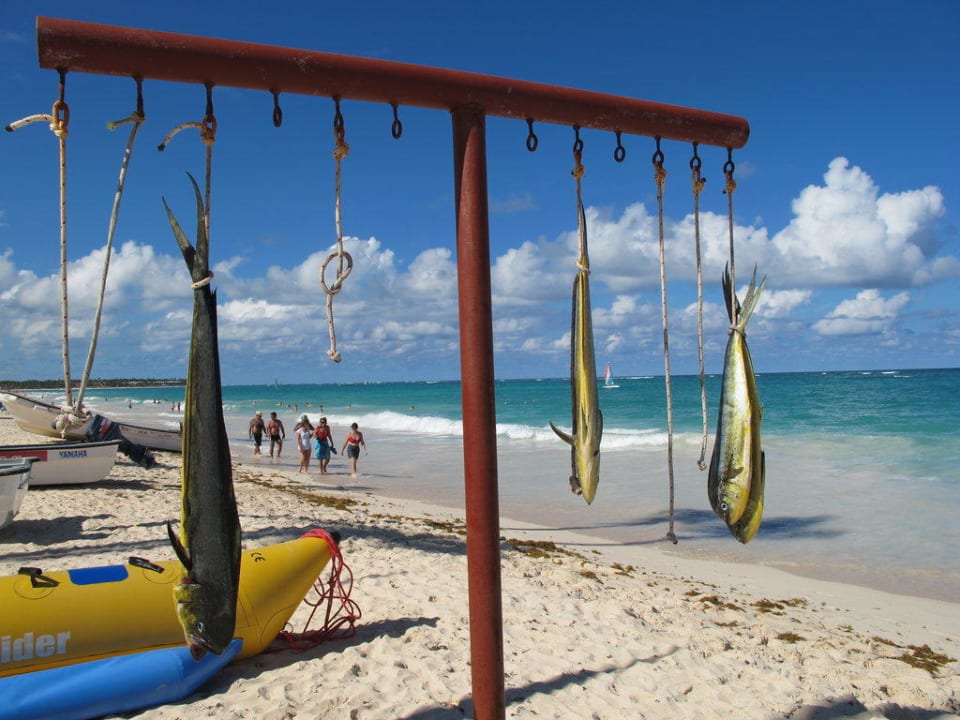 Gefangene Fische am Strand Grand Palladium Select Bávaro Resort & Spa