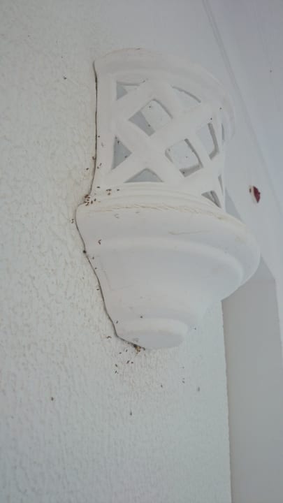 Ameisen auf dem Balkon Hotel El Mouradi Djerba Menzel