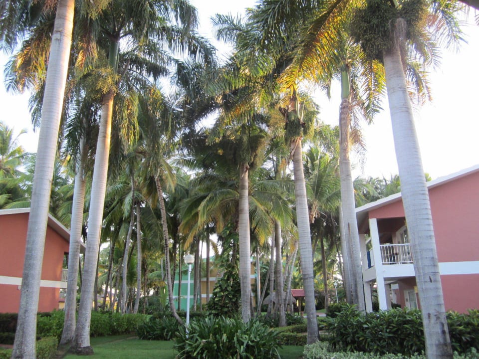 Botanischer Garten - viel Grün  Grand Palladium Select Bávaro Resort & Spa