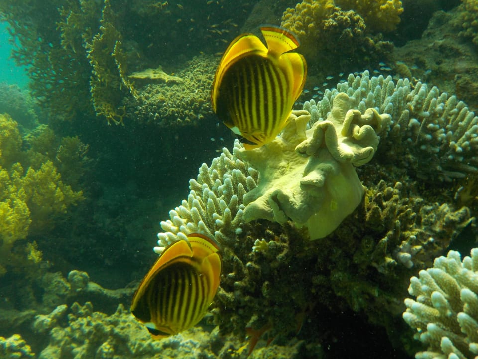 2016 Shams Alam Beach Resort