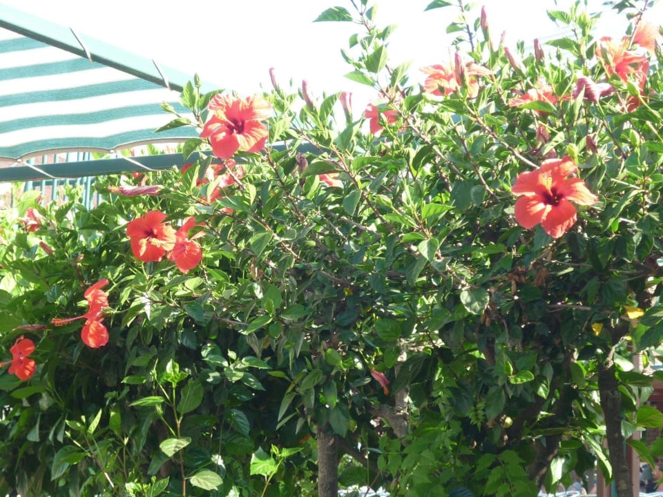 Die Botanik, einfach schön  Belconti Resort Hotel