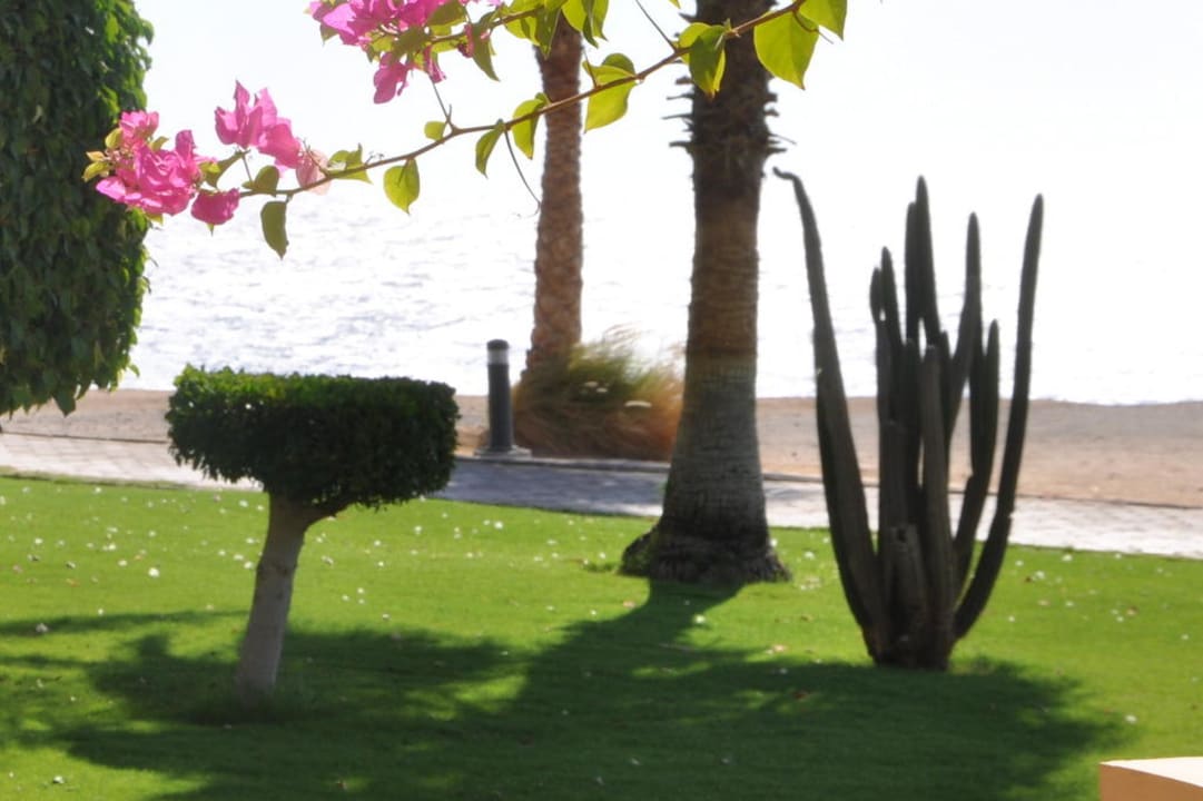 Gartenanlage Steigenberger Coraya Beach - Adults only