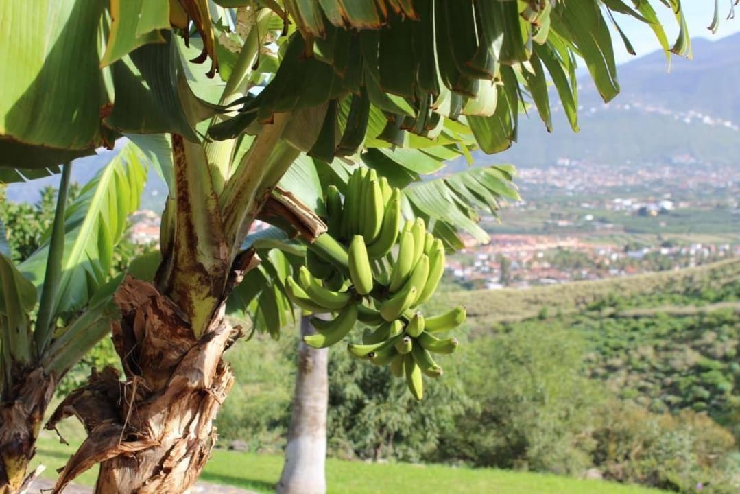 Bananen wachsen im Hotel Hotel Las Aguilas, Affiliated by Meliá