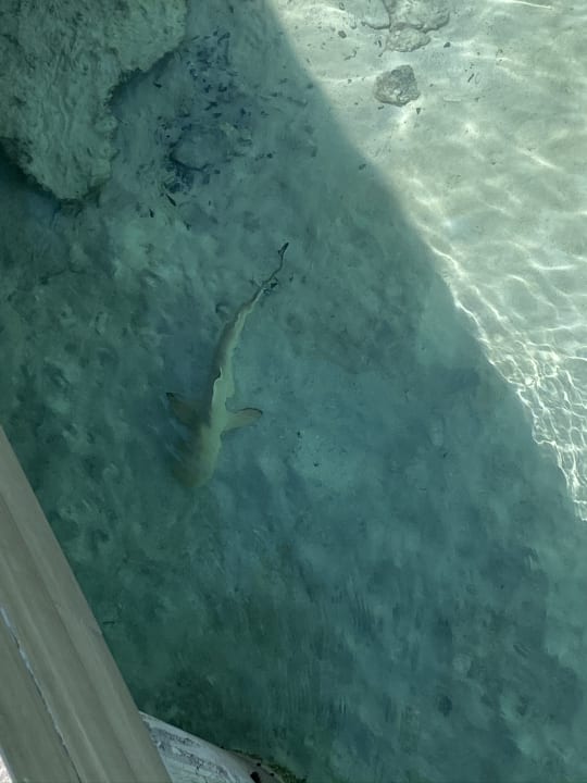 Strand Hotel Riu Atoll