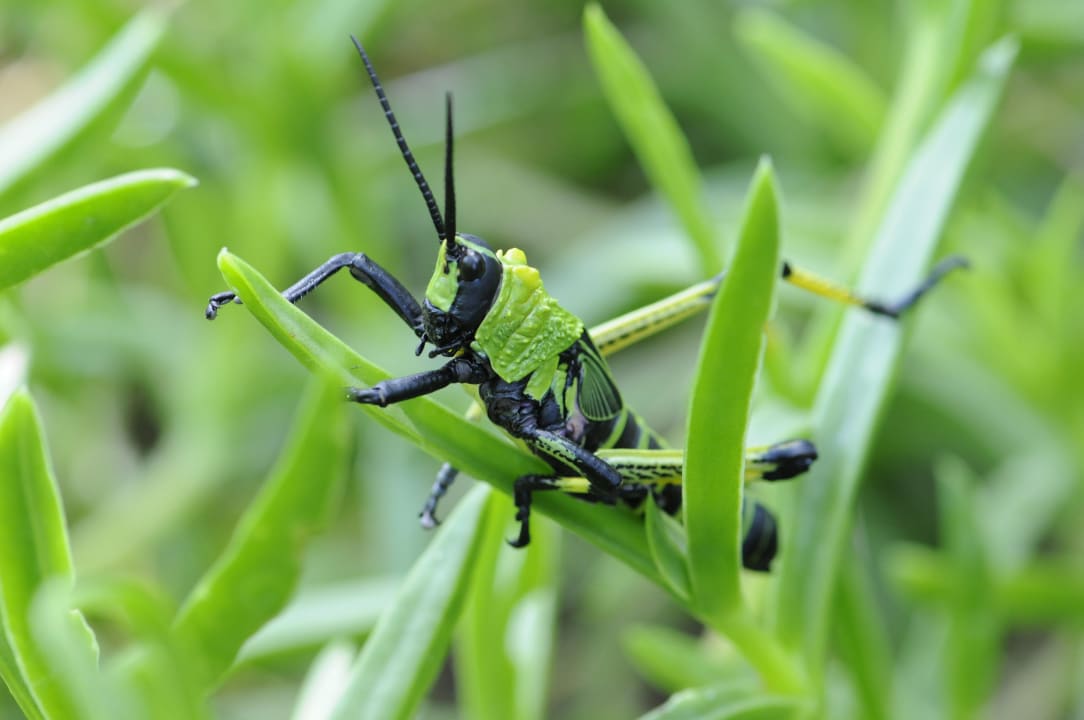Hübscher Kerl Hotel Thonga Beach Lodge