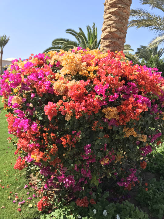 Gartenanlage Desert Rose