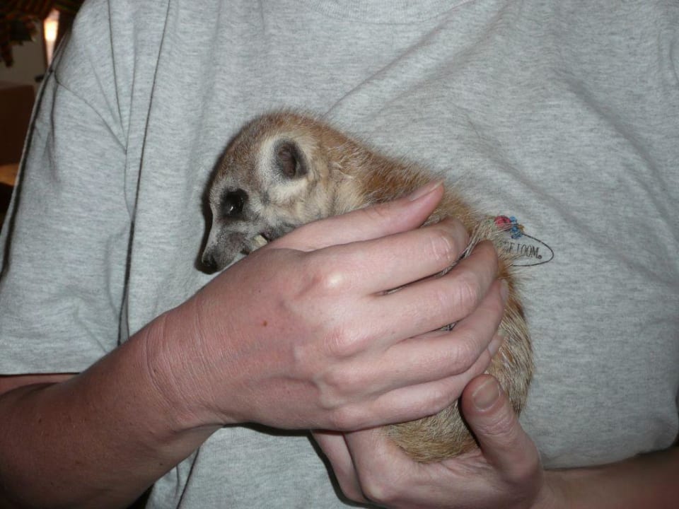 Das handzahme Erdmännchen Lilly Koiimasis Ranch