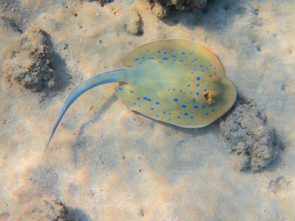 Sport & Freizeit Steigenberger Coraya Beach - Adults only