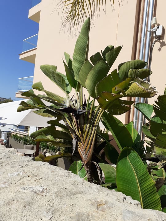 Gartenanlage Iberostar Selection Jardín del Sol Suites