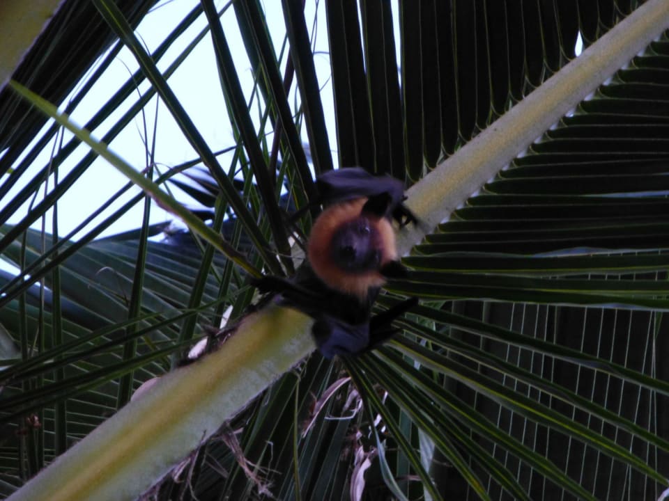 Flughund von der Strandliege aus LUX South Ari Atoll