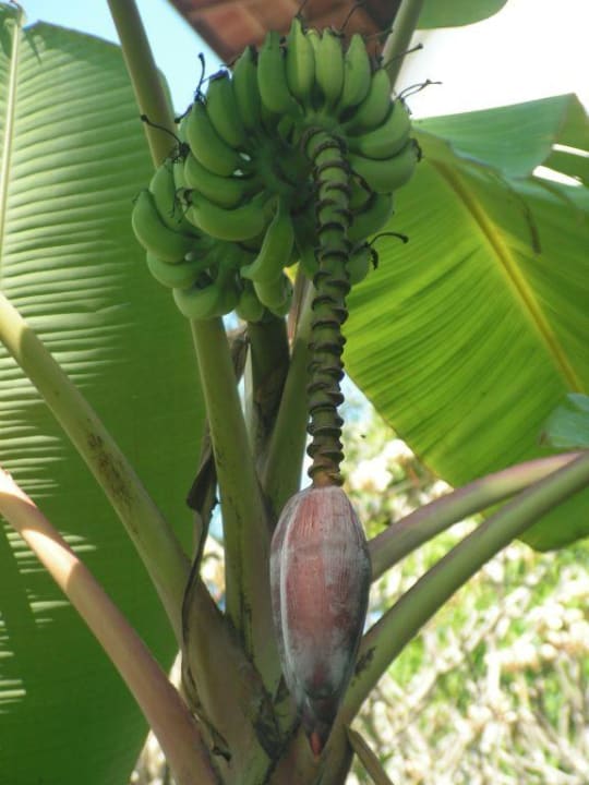 Bananenbaum Club Hotel Dolphin