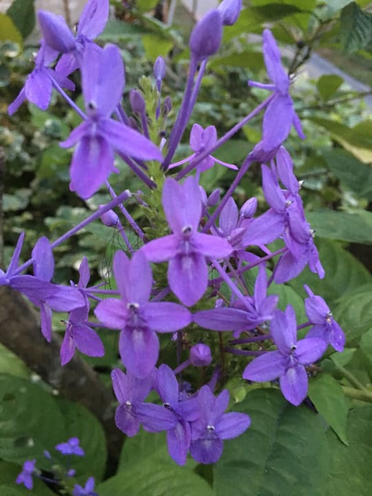 Gartenanlage Bandara Resort & Spa Samui