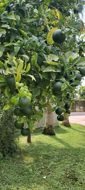 Gartenanlage VONRESORT Golden Beach