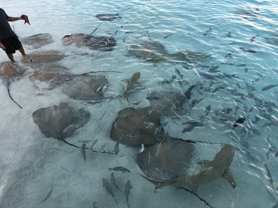 Sport & Freizeit NH Collection Maldives Reethi Resort