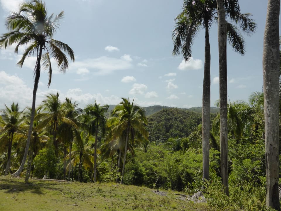 Palmen Wyndham Alltra Samana