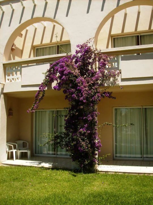 Terrasse mit schönen Pflanzen geschmückt Zita Beach Resort