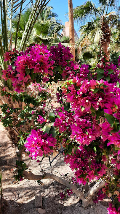 Gartenanlage Sheraton Miramar Resort El Gouna