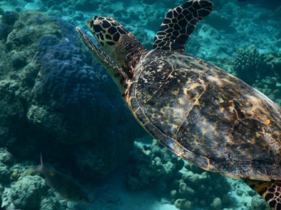 Sport & Freizeit NH Collection Maldives Reethi Resort