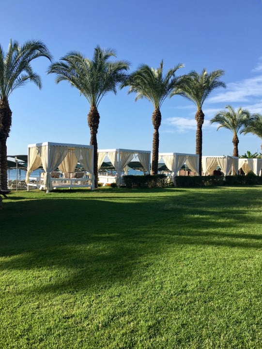 Sehr gepflegt  Papillon Ayscha