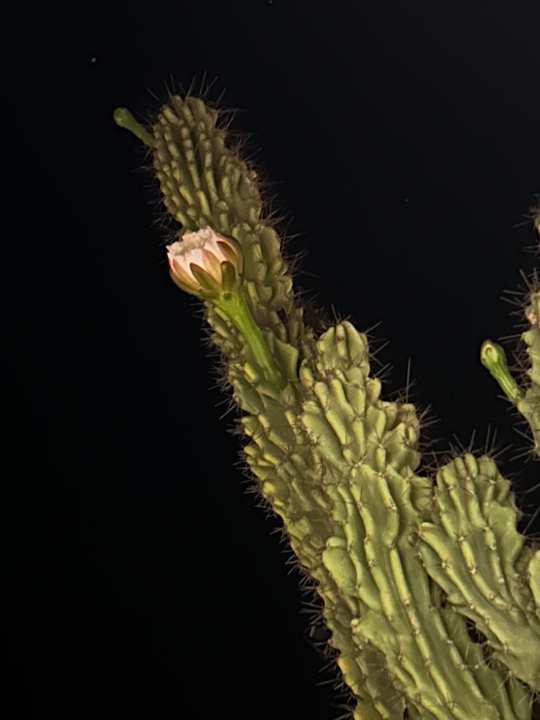 Gartenanlage HARPIN Happy Days Beach Hotel