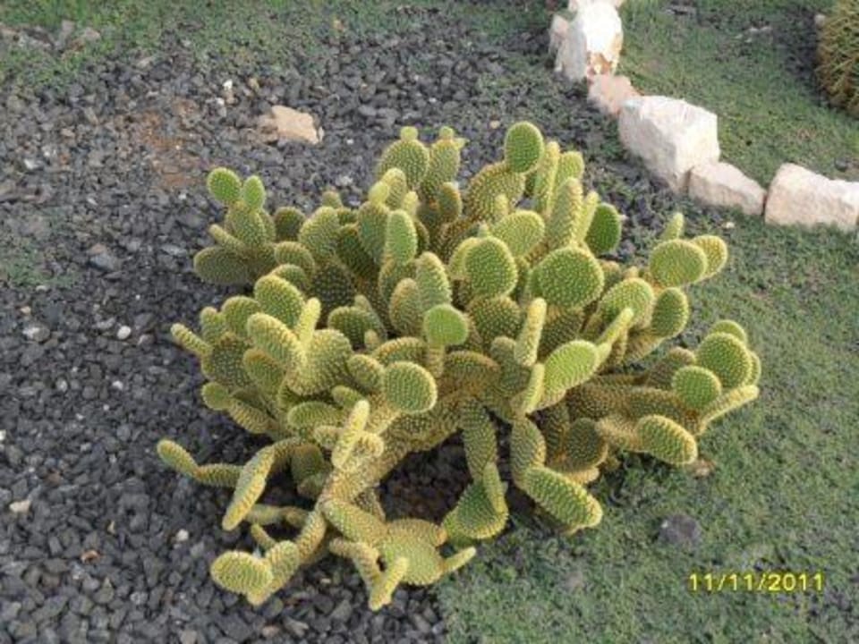 Garten Occidental Boa Vista Beach