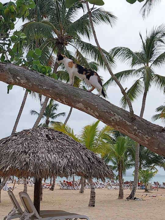 Pool Viva Miches by Wyndham, a Trademark All Inclusive Resort