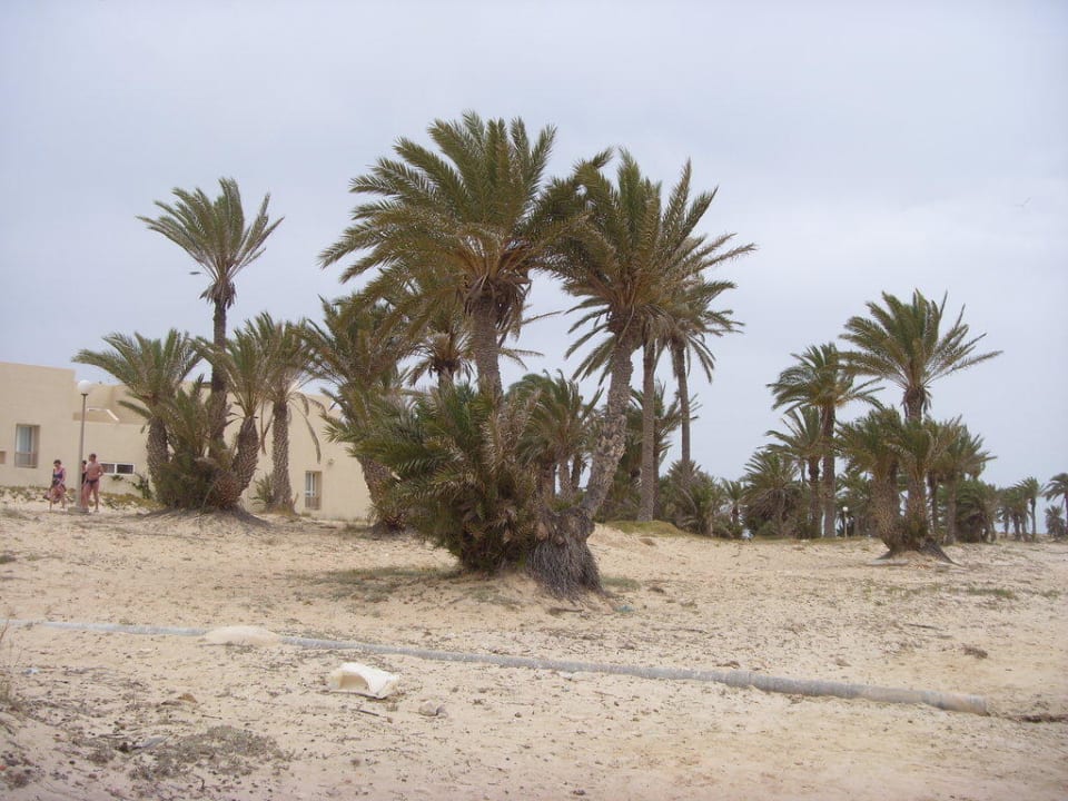 Bungalow unter Palmen Hotel El Mouradi Djerba Menzel