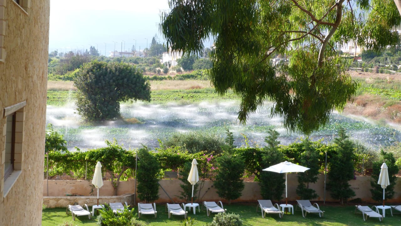 Hinter der Ruhewiese Cactus Royal
