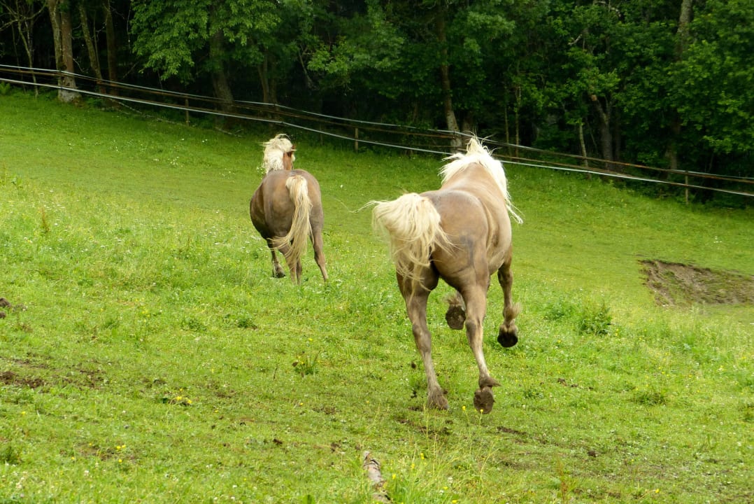 Fauna & Flora auf der Bienanalm LUXGUT - OLIVIA