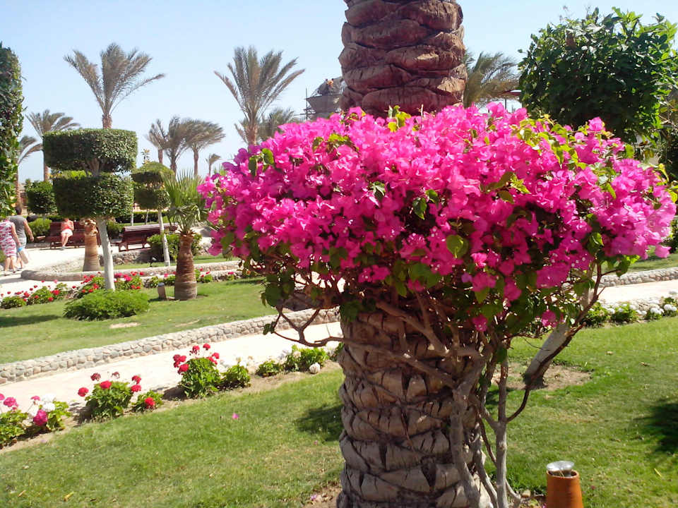 Цветочки Riviera Aqua Park Resort