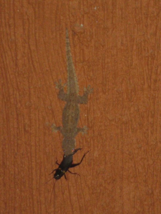 Gecko in Action Hotel Khao Yai Garden Lodge