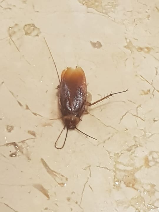 Zimmer Playa Vista Azul