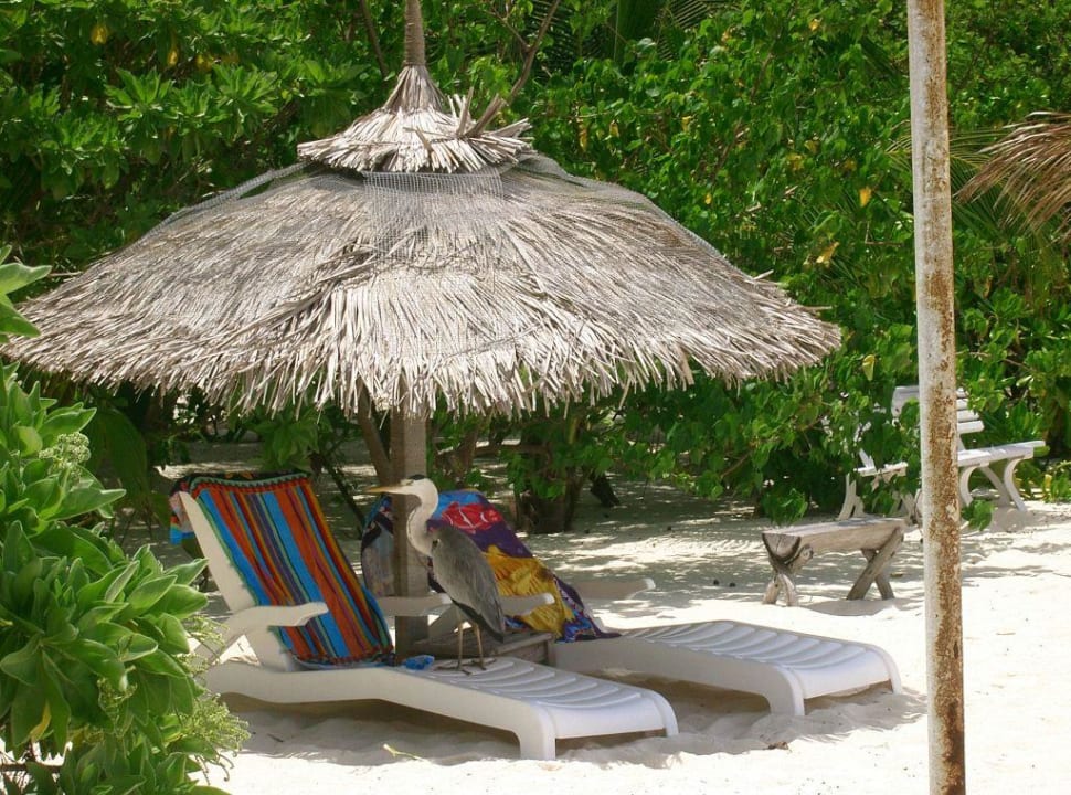 Reiher beim Relaxen Summer Island Maldives