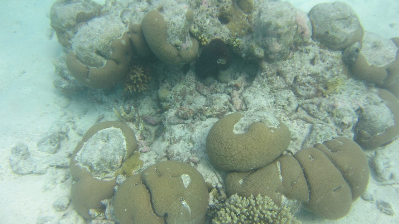 Schnorcheln - am Hausriff Meeru Maldives Resort Island