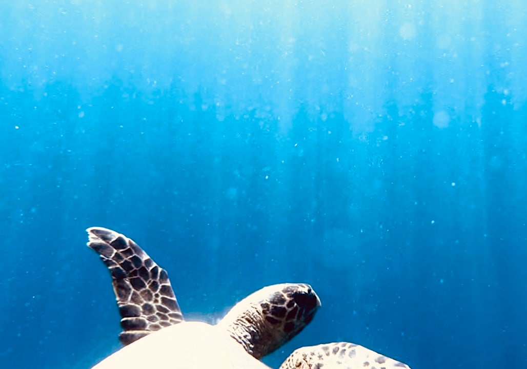 Strand Beach Safari Nubian Resort