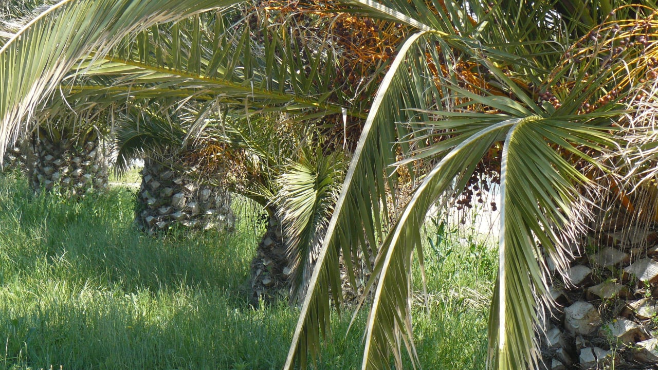 Palmy Possidi Holidays Resort & Suite Hotel