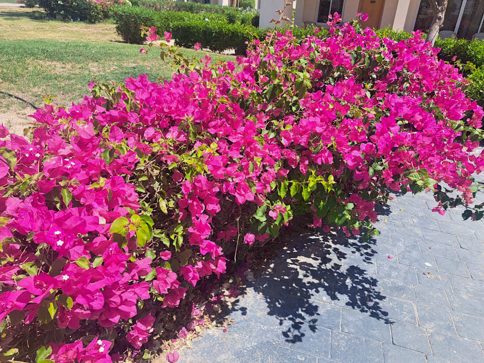 Gartenanlage Hurghada Long Beach Resort