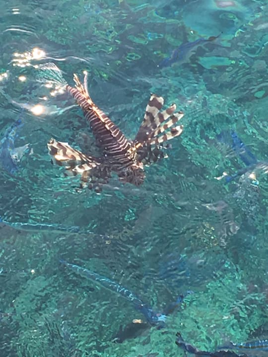 Sonstiges Beach Albatros Resort