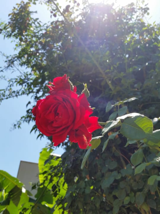 Rose Club Sidelya Hotel