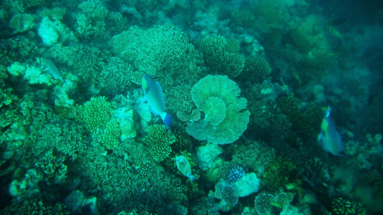 Korallen Adaaran Club Rannalhi - All Inclusive