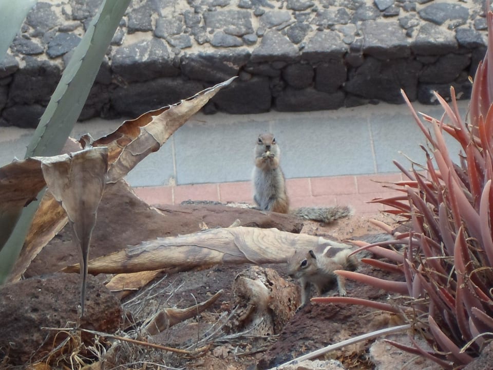 Streifenhörnchen Hotel Riu Palace Jandia