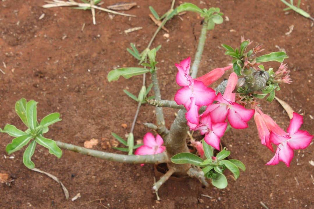 Hübsch Royal Zanzibar Beach Resort