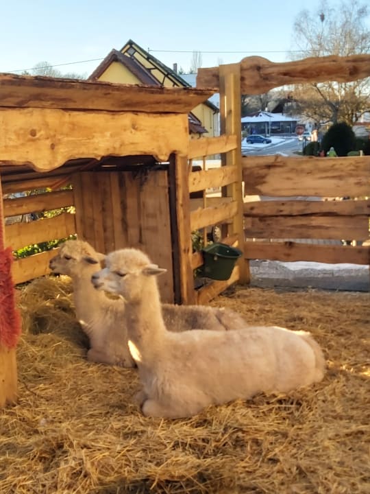 Gartenanlage Victor's Seehotel Weingärtner