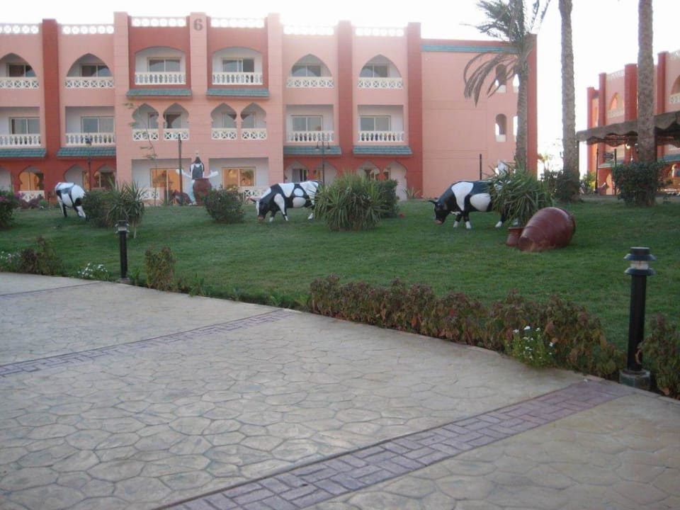 Kuhweide Pickalbatros Aqua Vista Resort - Hurghada