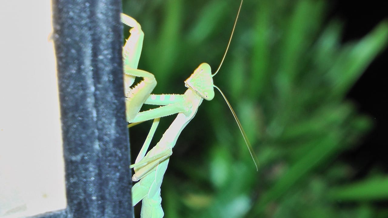 Gottesanbeterin Steigenberger Coraya Beach - Adults only