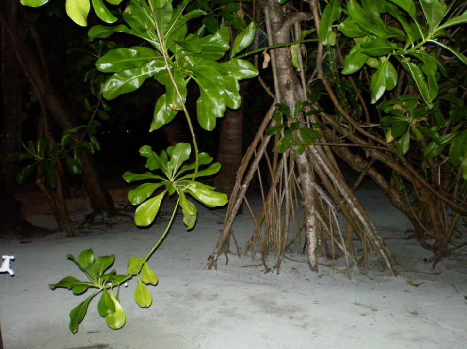 Terrasse Villa Park Sun Island
